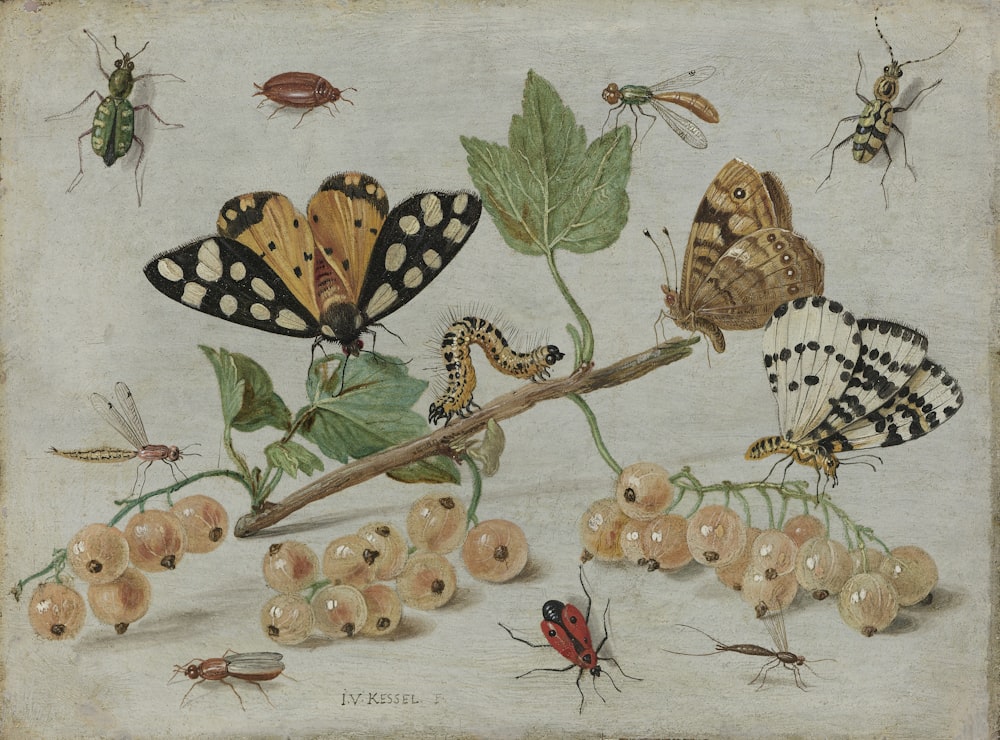 brown and black butterflies on green leaves