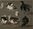 A group of lively gamefowl chicks exploring a sunlit pen with strong posture.