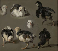 Gamefowl chicks hopping up and down from a low perch, wings slightly spread for balance.