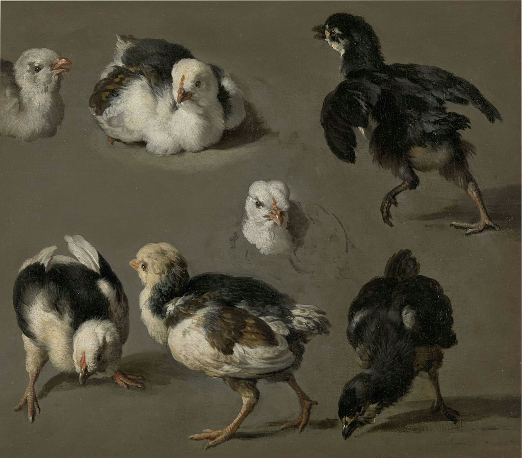 Black Australorp Chicks