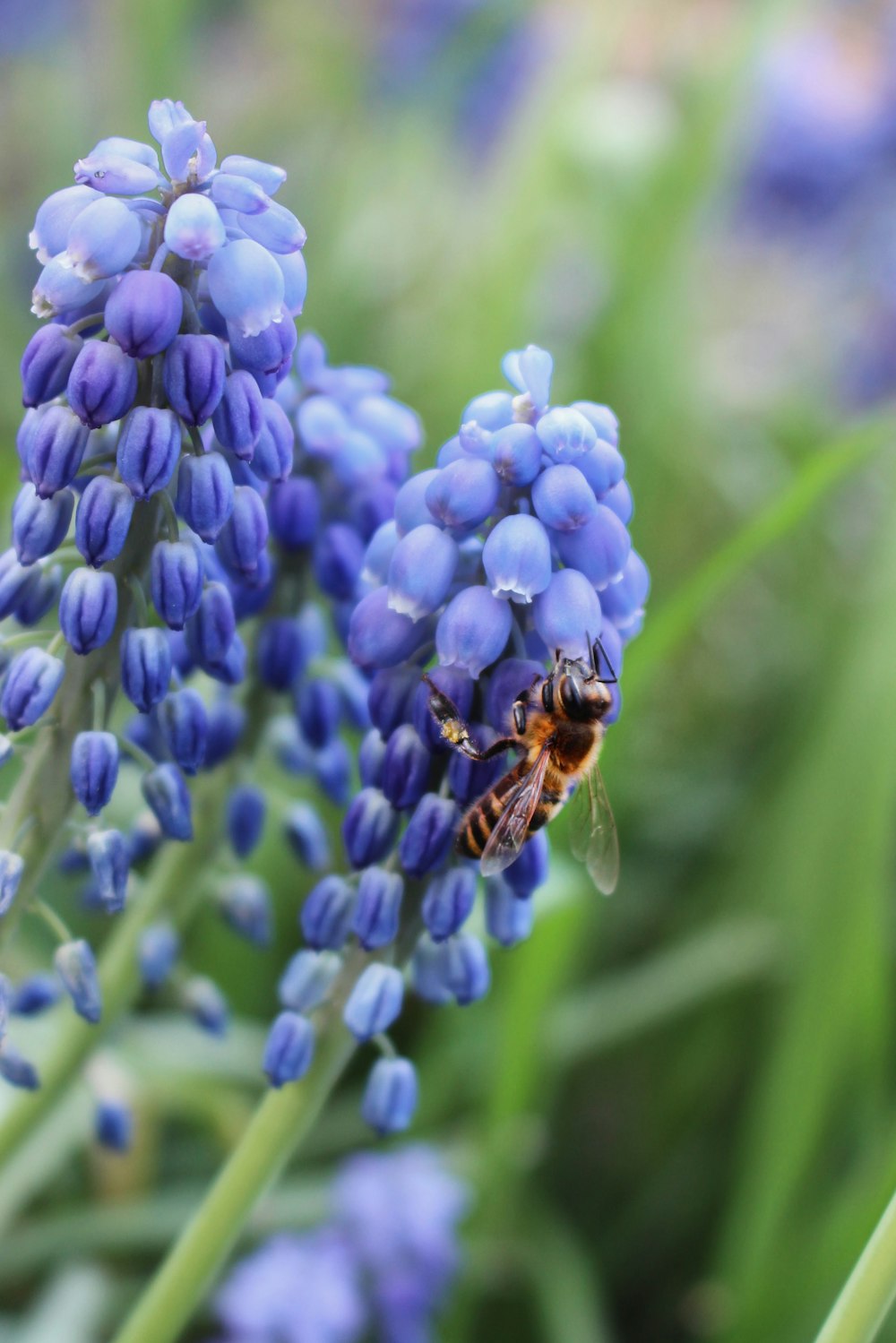 honeybee perched on purple flower in close up photography during daytime