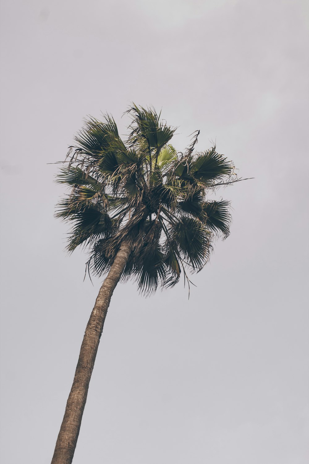 green palm tree under white sky during daytime