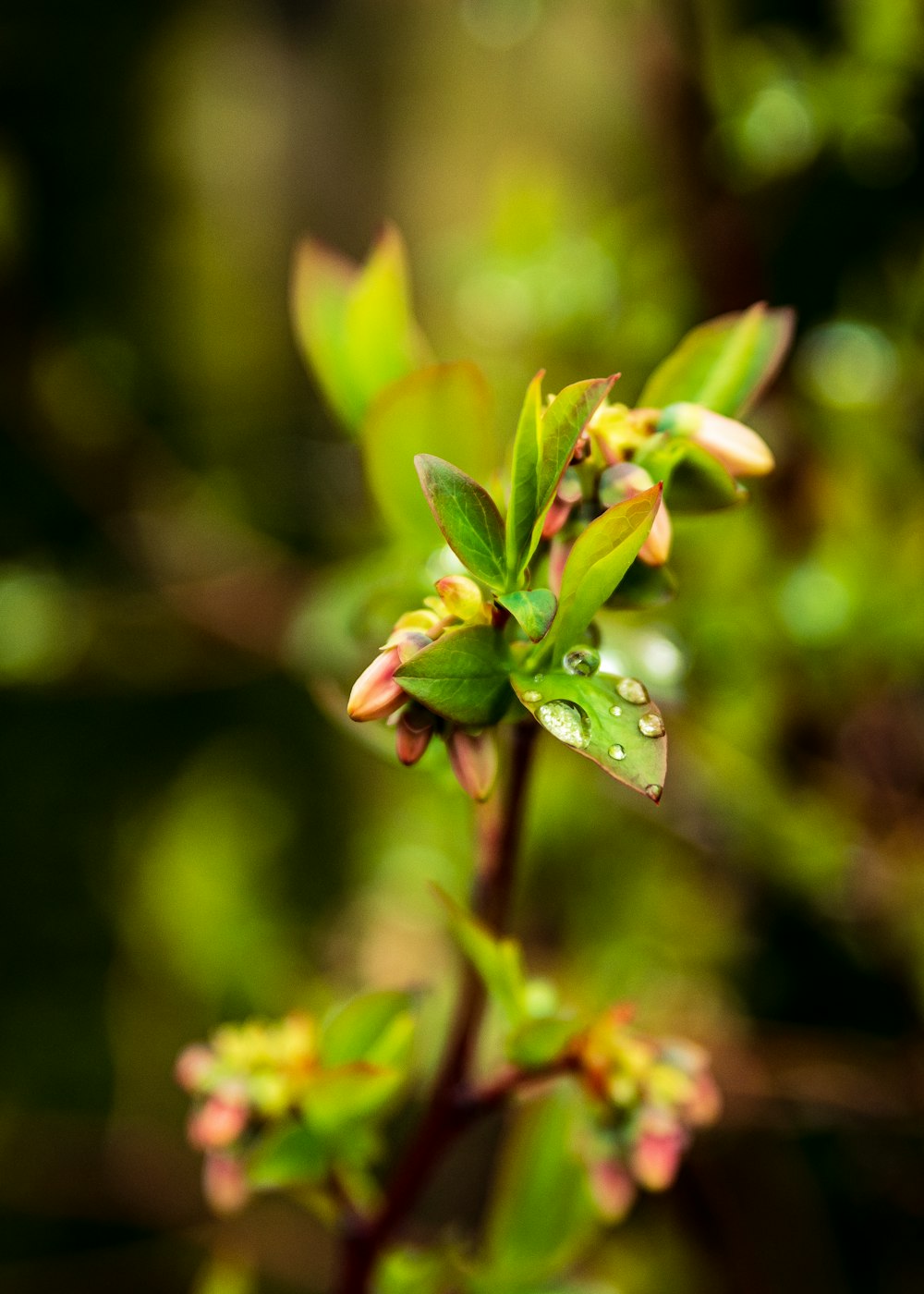 green plant with water droplets