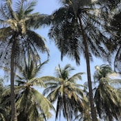 green palm trees under blue sky during daytime