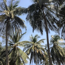 green palm trees under blue sky during daytime