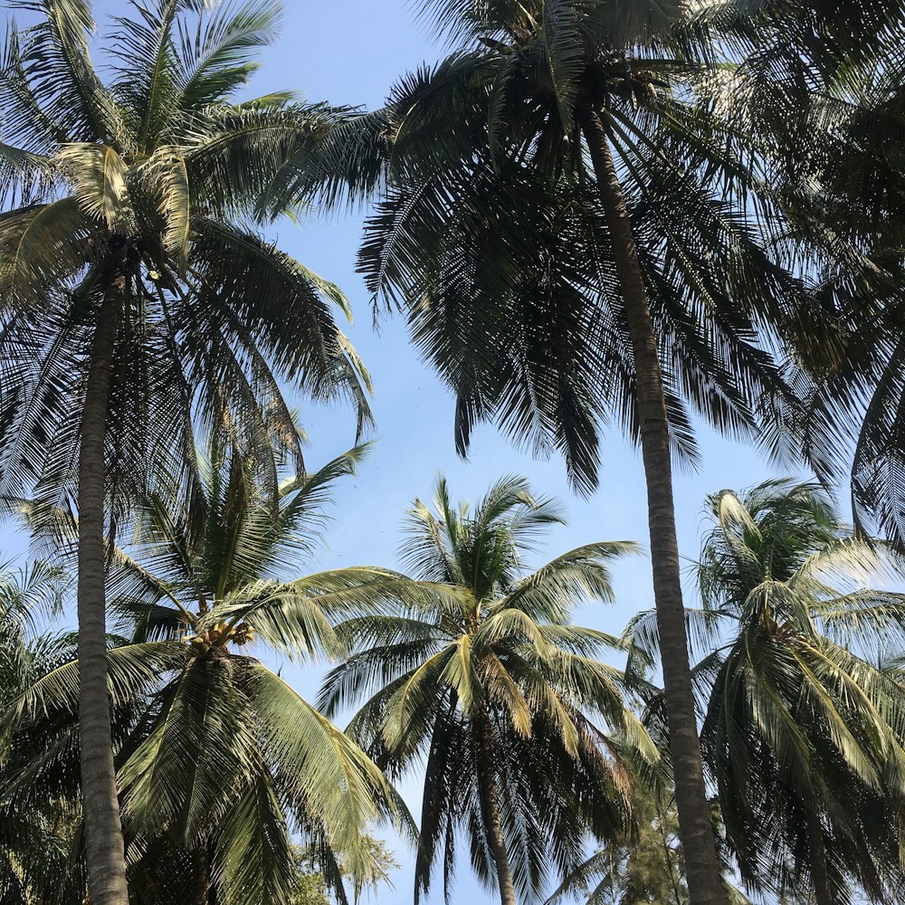 green palm trees under blue sky during daytime