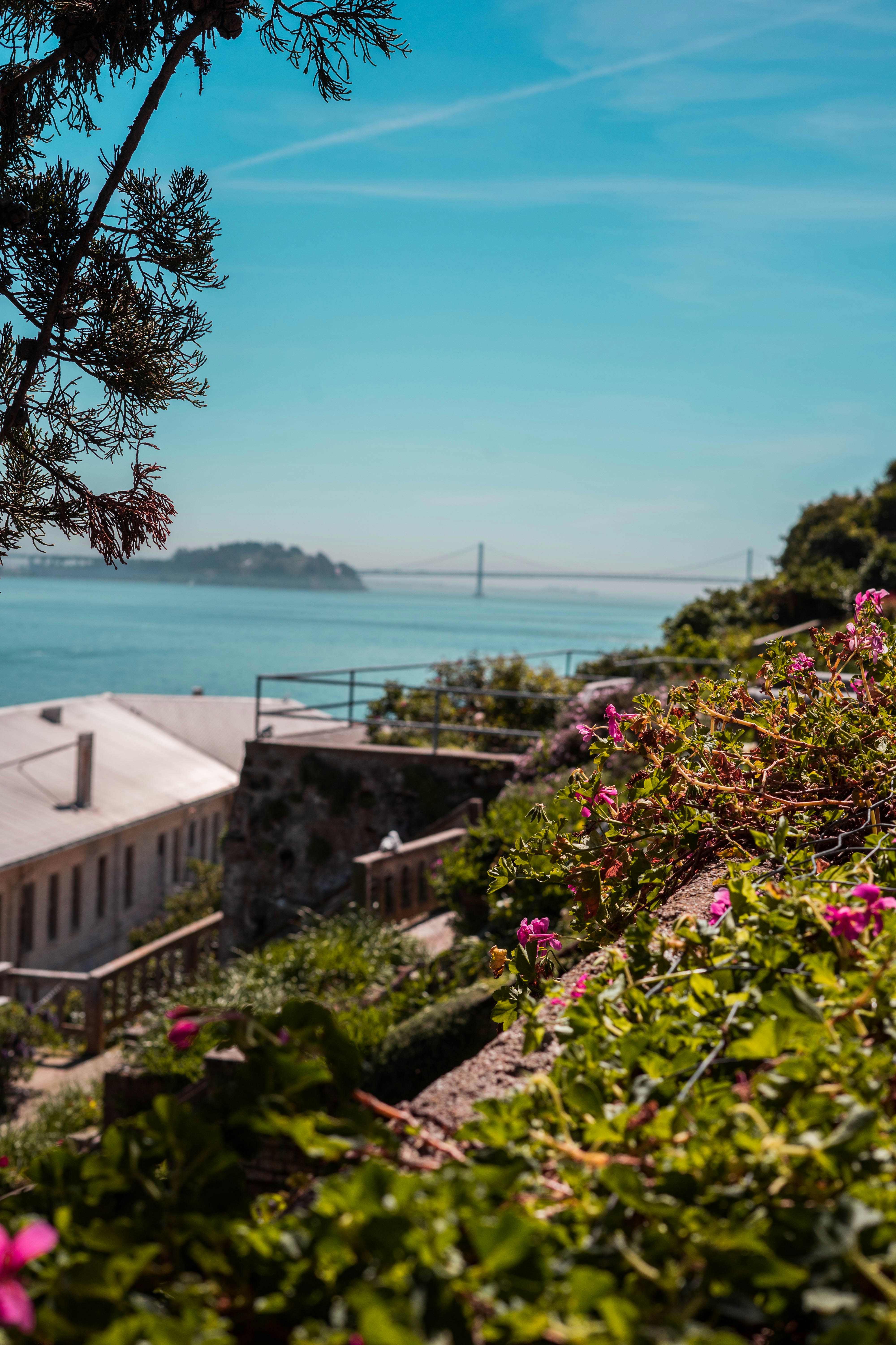 pink flowers near body of water during daytime