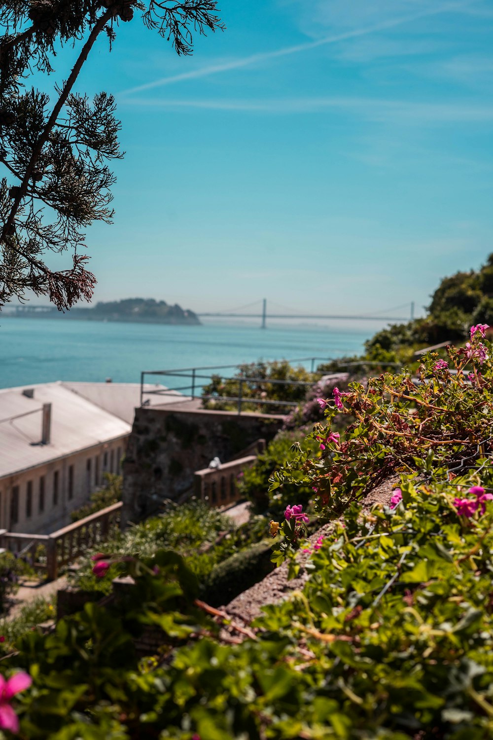 pink flowers near body of water during daytime