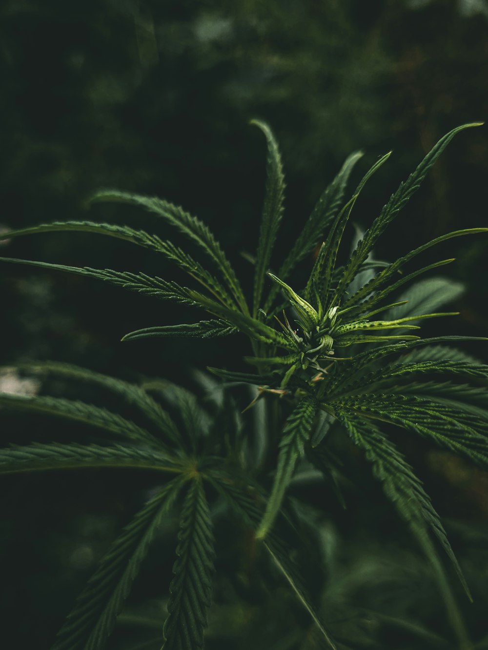 a close up of a marijuana plant in a forest