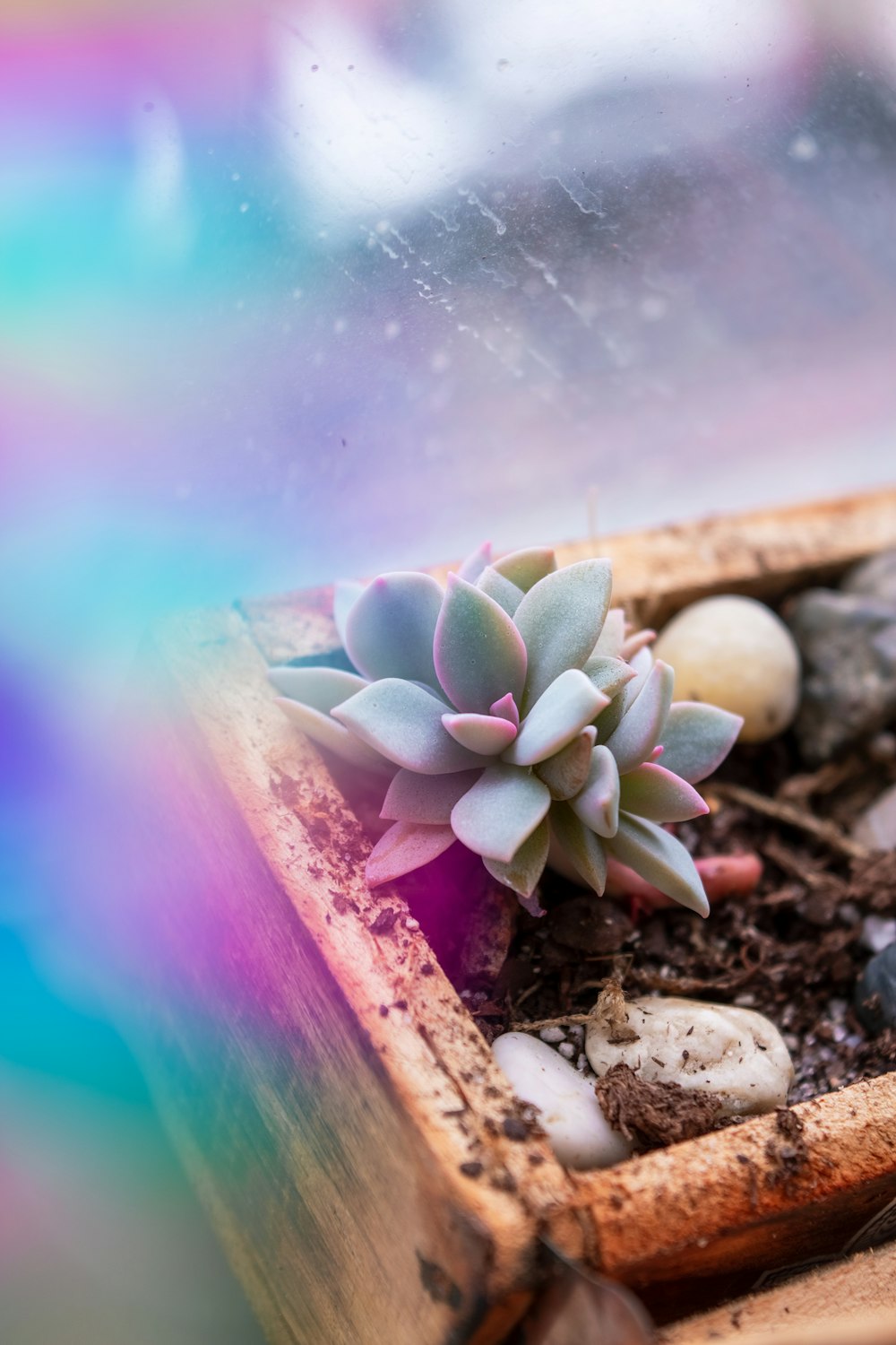 green and white plant on brown soil