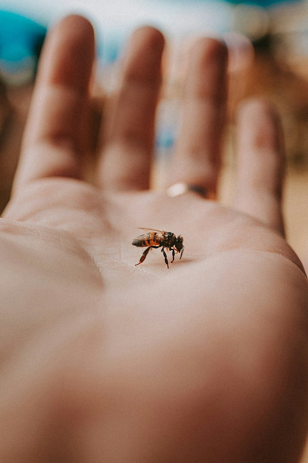 black and brown bee on human skin in close up photography during daytime