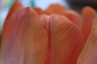 A close-up of delicate flower petals in warm tones.