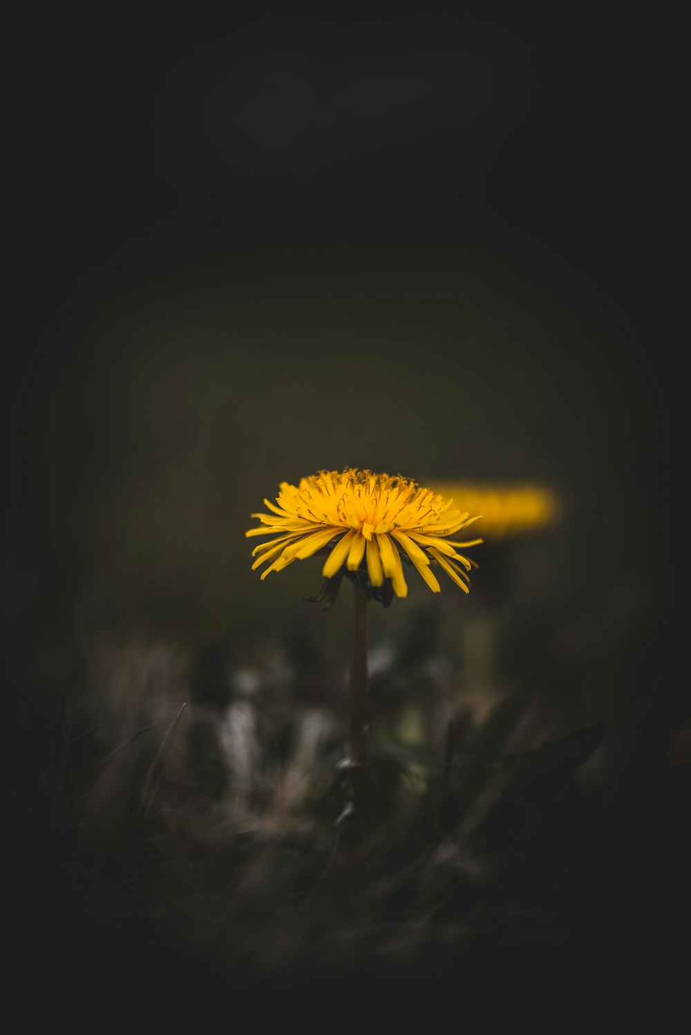 yellow flower in tilt shift lens