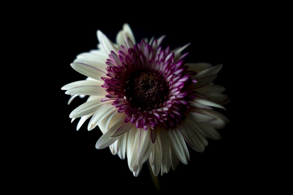 white and purple flower in close up photography