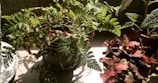 A variety of houseplants with diverse foliage textures and colors are arranged in pots on a well-lit surface. Sunlight streams in from a nearby window, highlighting the intricate patterns on the leaves and casting soft shadows.
