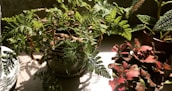 Sunlight streaming through a window onto a variety of healthy houseplants.