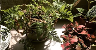 A variety of houseplants with diverse foliage textures and colors are arranged in pots on a well-lit surface. Sunlight streams in from a nearby window, highlighting the intricate patterns on the leaves and casting soft shadows.