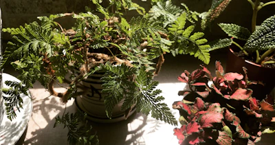 A vibrant display of assorted houseplants in colorful pots bathed in natural sunlight.