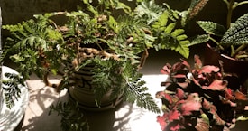A variety of houseplants with diverse foliage textures and colors are arranged in pots on a well-lit surface. Sunlight streams in from a nearby window, highlighting the intricate patterns on the leaves and casting soft shadows.