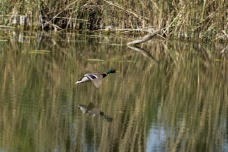 Mallard ducks flying low over a misty pond at dawn