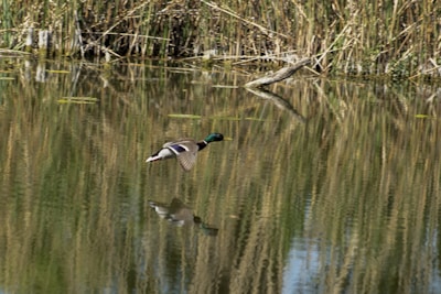 Mallard ducks flying low over a serene open pond under a soft morning sky.