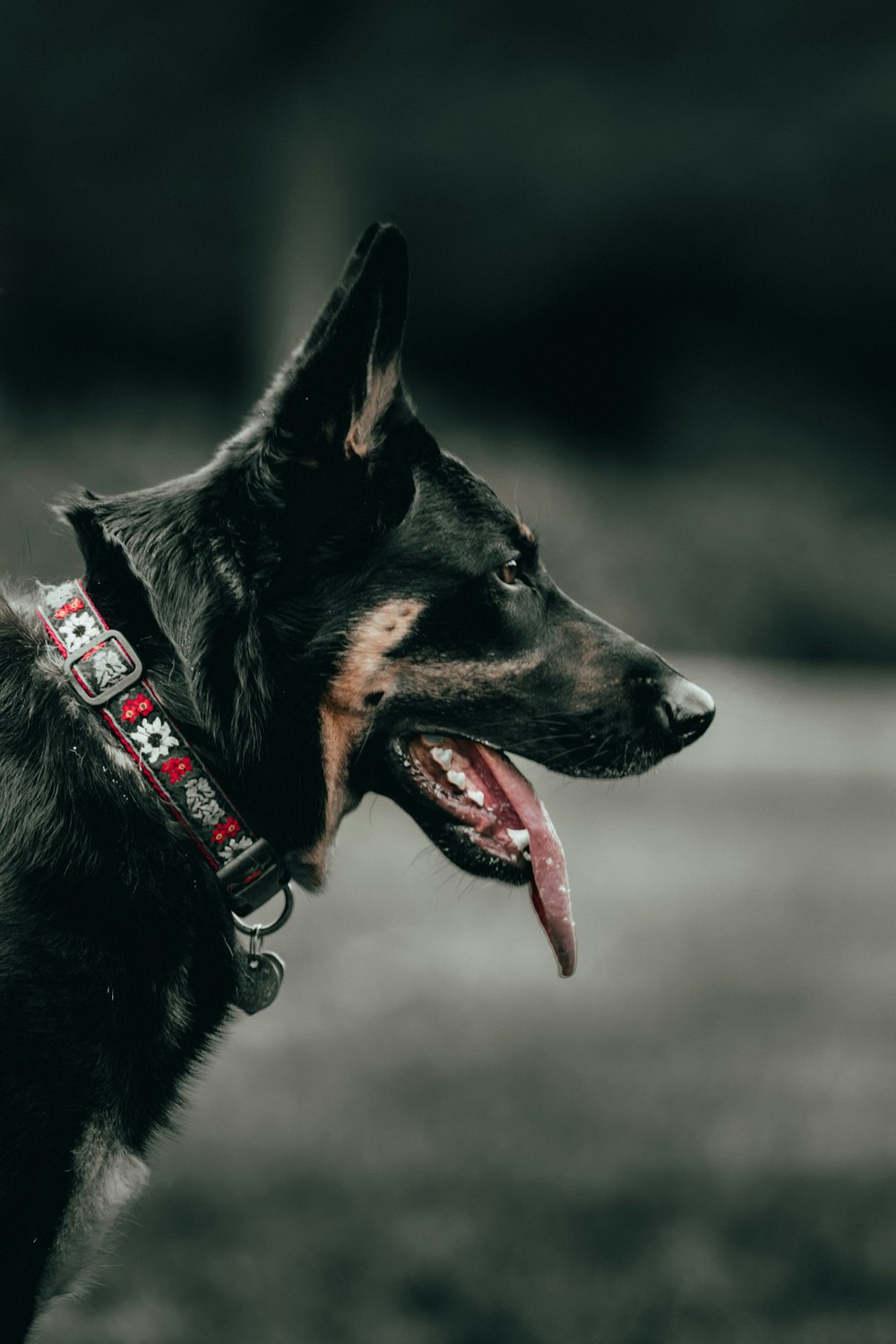 black short coat large dog with red leash