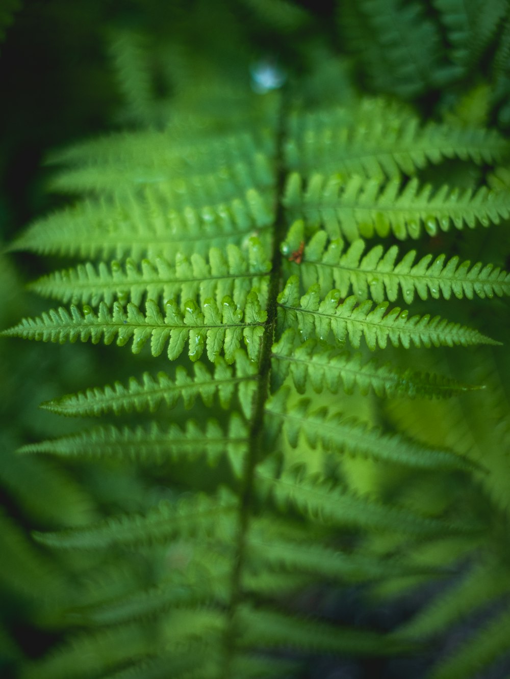 water droplets on green fern plant