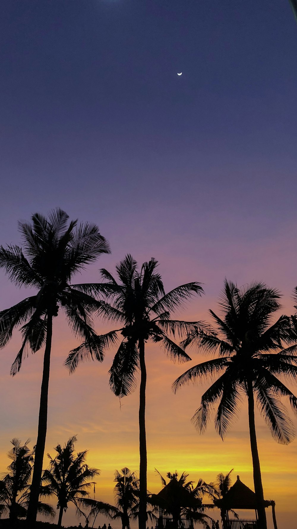 Palme unter blauem Himmel tagsüber