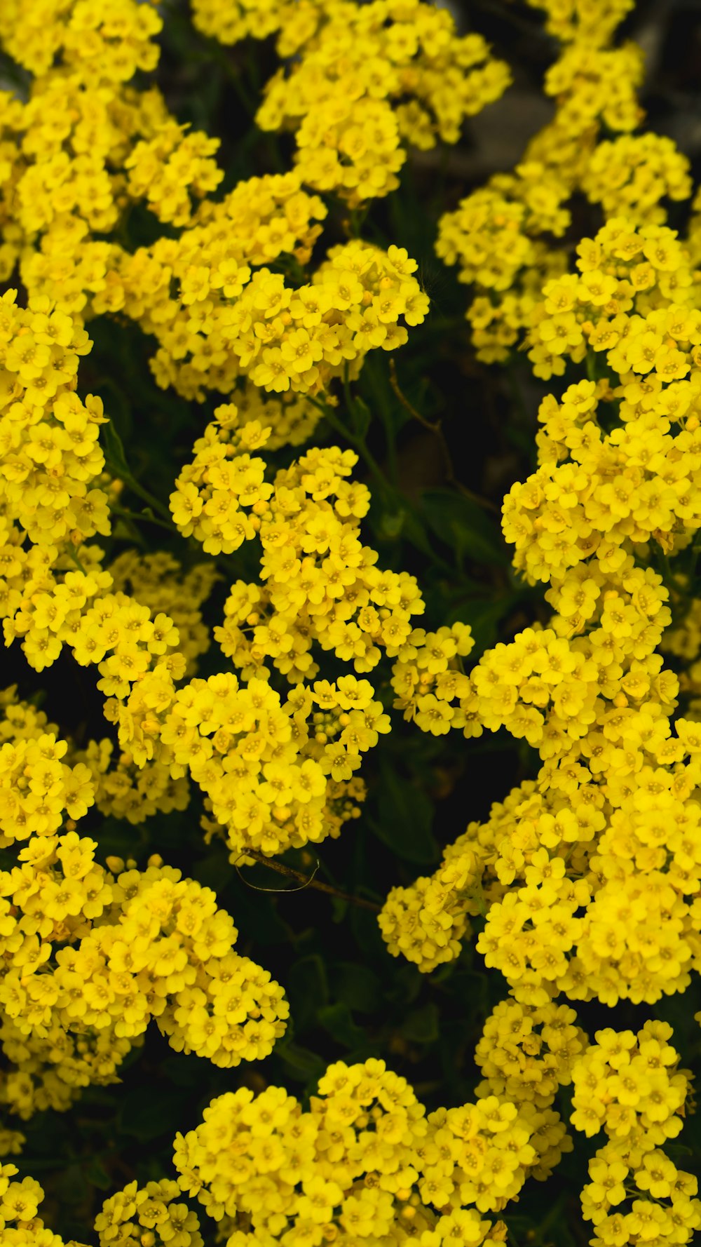 yellow flowers with green leaves