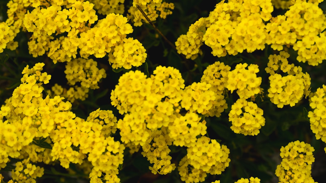 yellow flowers in tilt shift lens