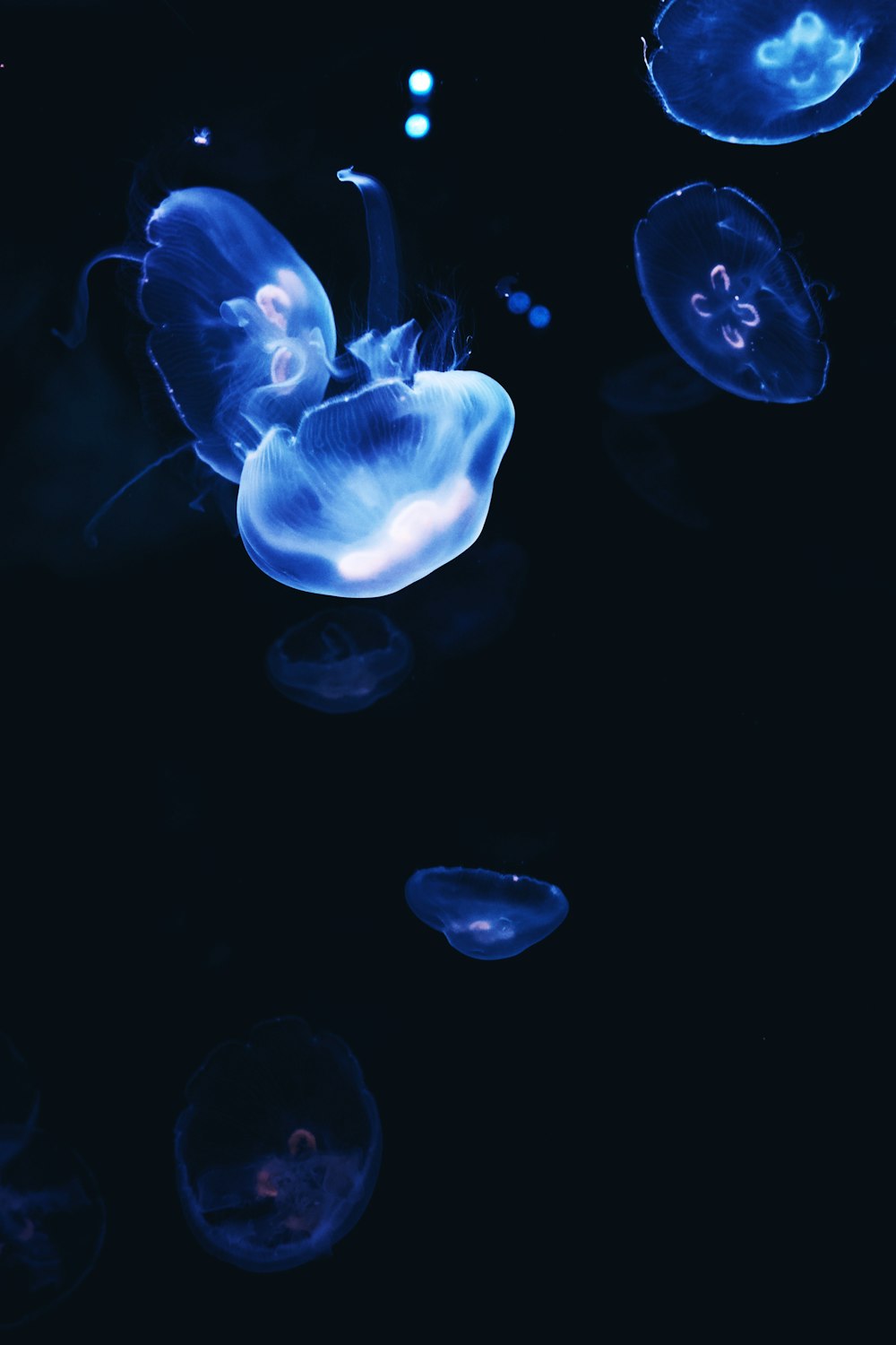 blue jellyfish in water during daytime