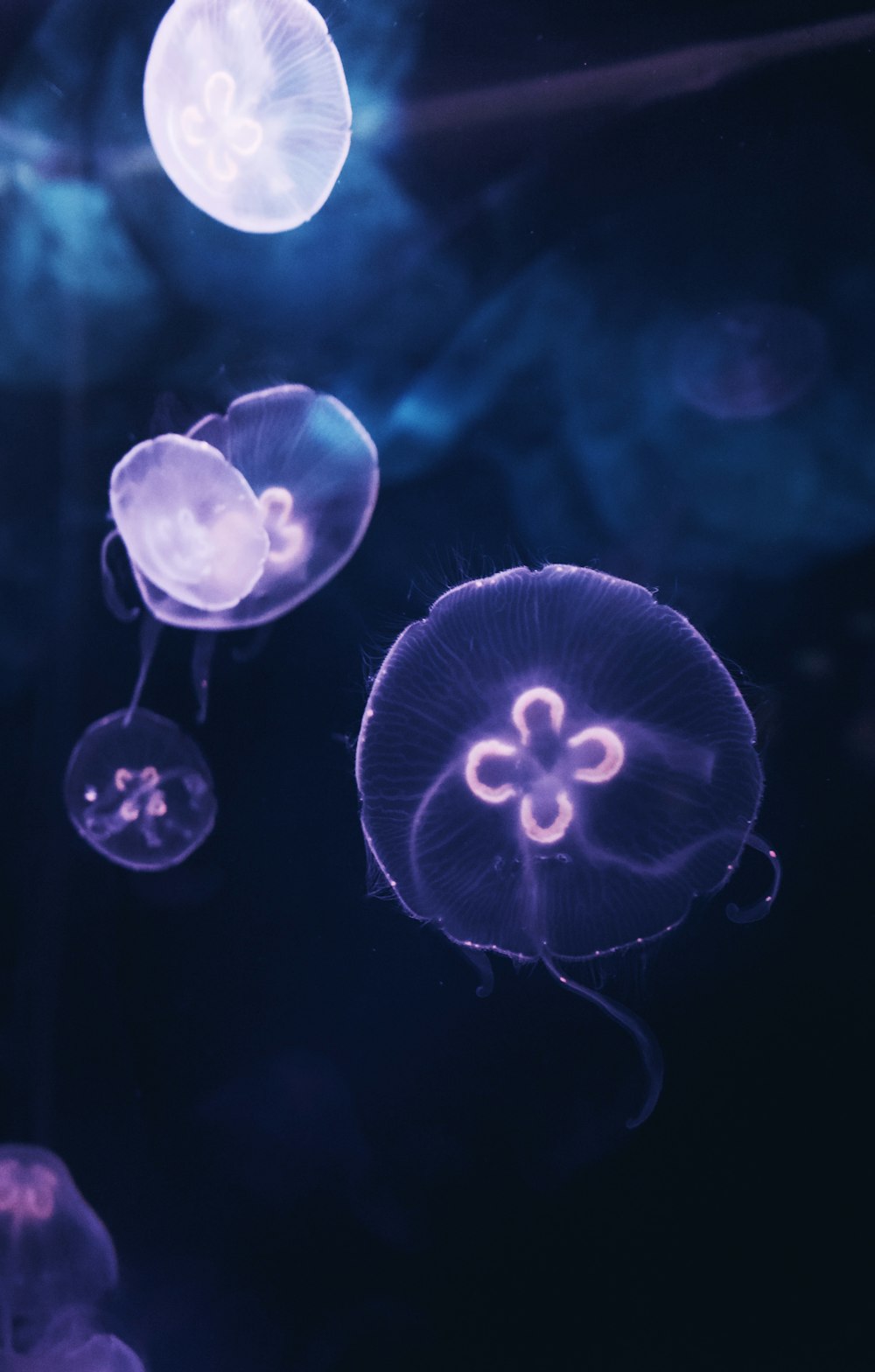 blue jellyfish in water during daytime