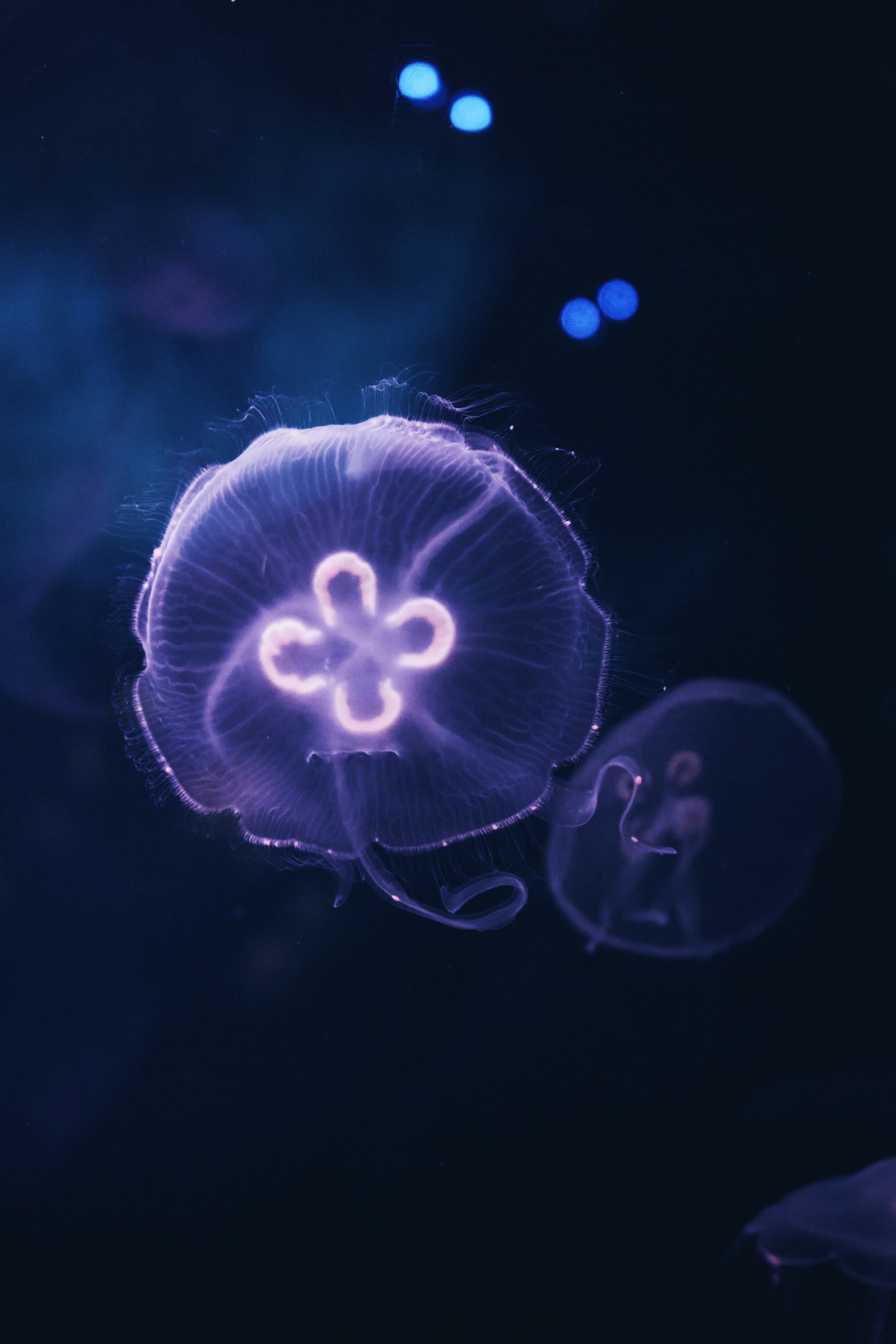 Sony a7 II + Sony FE 28-70mm F3.5-5.6 OSS sample photo. Blue jellyfish in blue photography