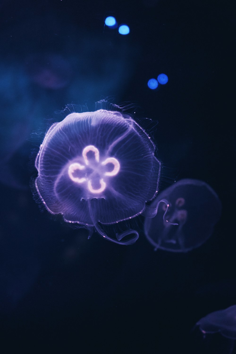 blue jellyfish in blue water