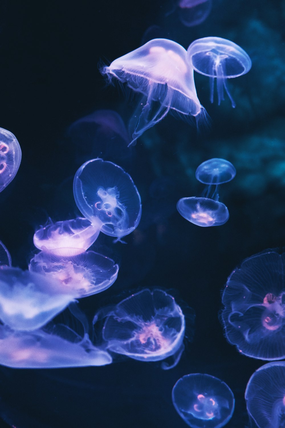 white and blue jellyfish in water