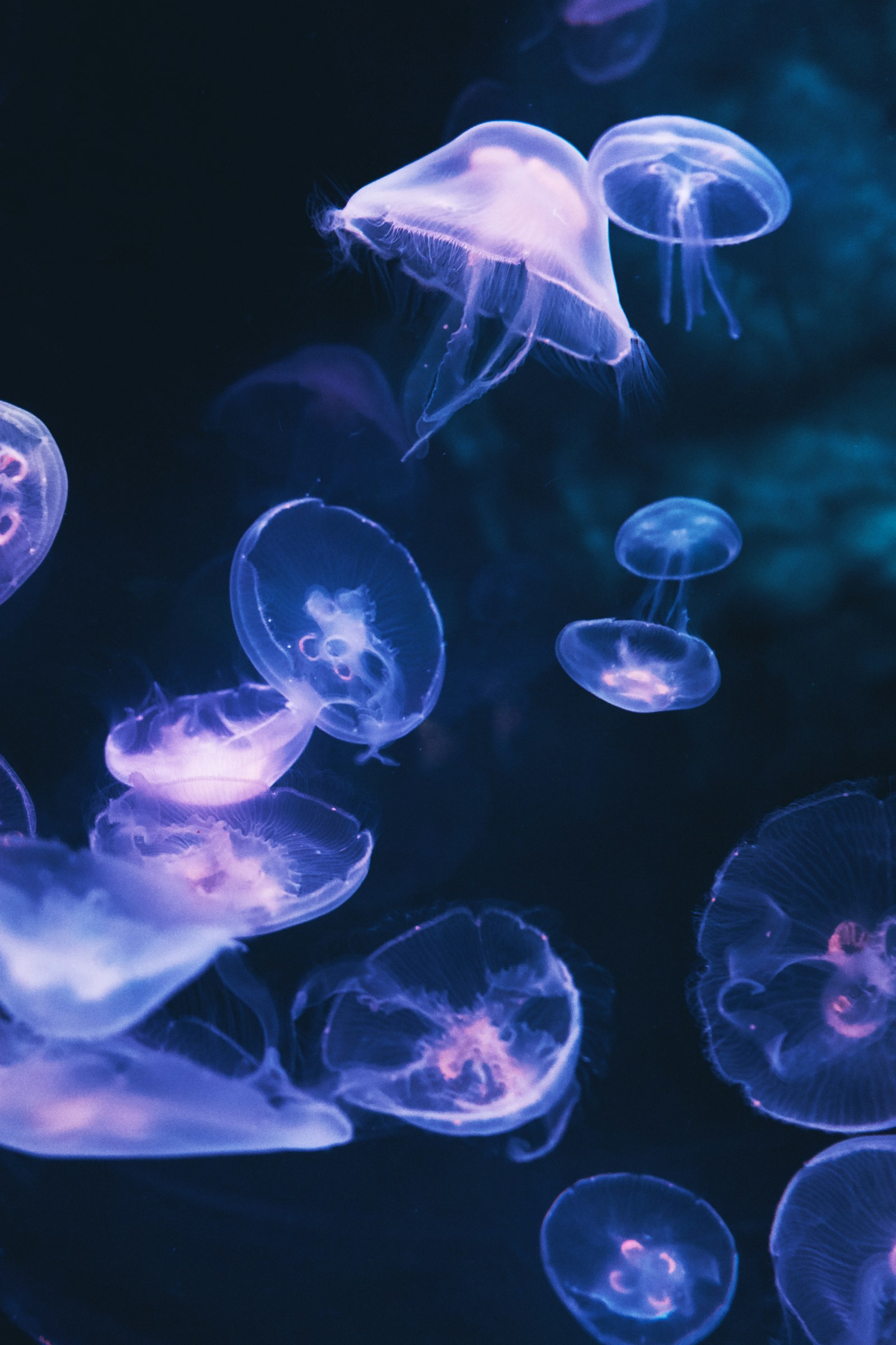 Sony a7 II + Sony FE 28-70mm F3.5-5.6 OSS sample photo. White and blue jellyfish photography