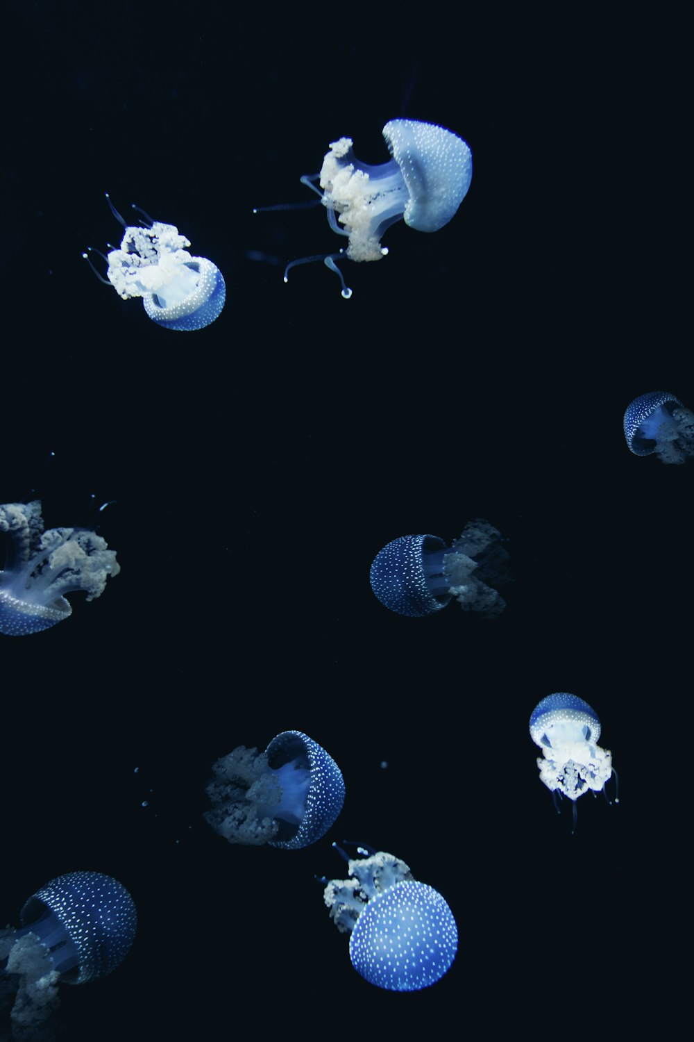 white jellyfish in water during daytime