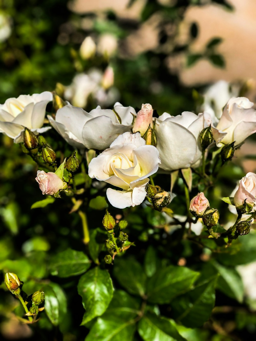 white roses in bloom during daytime