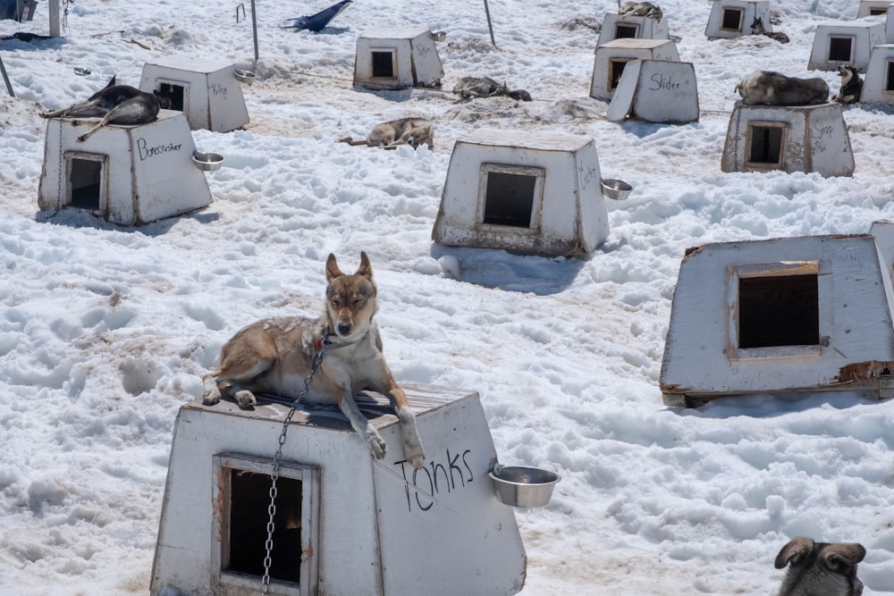 brown and white short coated dog on white snow covered ground during daytime