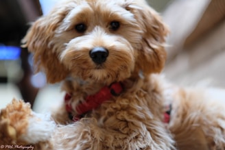 A fluffy, light brown dog with curly fur and a black nose is looking directly at the camera. It appears to be wearing a red harness. The background is soft and blurred, creating a cozy, intimate feel.