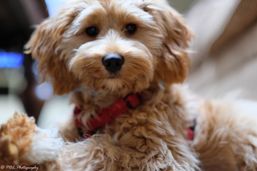 A fluffy, light brown dog with curly fur and a black nose is looking directly at the camera. It appears to be wearing a red harness. The background is soft and blurred, creating a cozy, intimate feel.