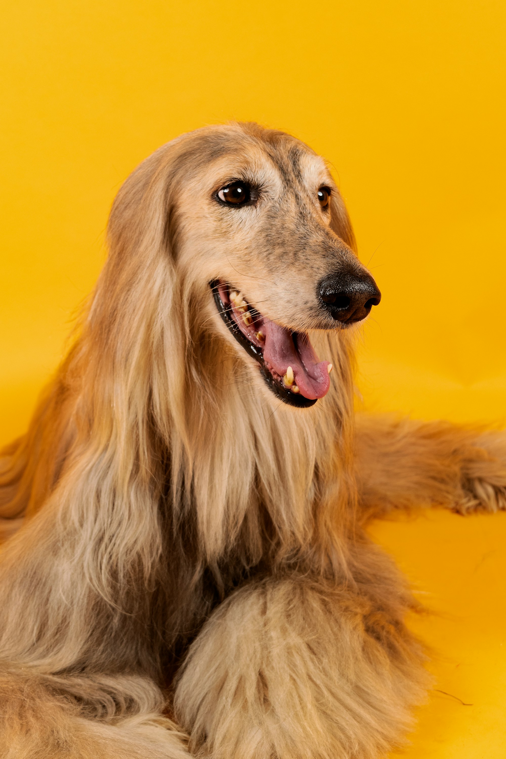 brown long haired Afghan Hound dog lying on yellow textile