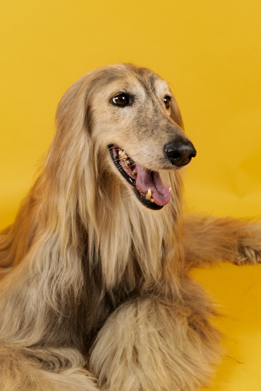 brown long haired dog lying on yellow textile