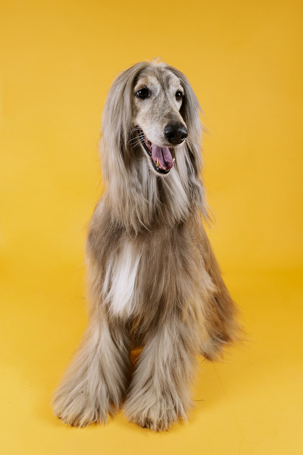 chien brun et blanc à poil long