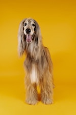 A dog with long, flowing hair stands against a bright yellow background. The dog appears to be an Afghan Hound, characterized by its long fur and elegant posture. Its mouth is open, adding a playful and happy expression.