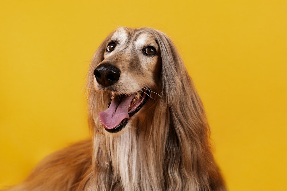 brown long haired dog with mouth open