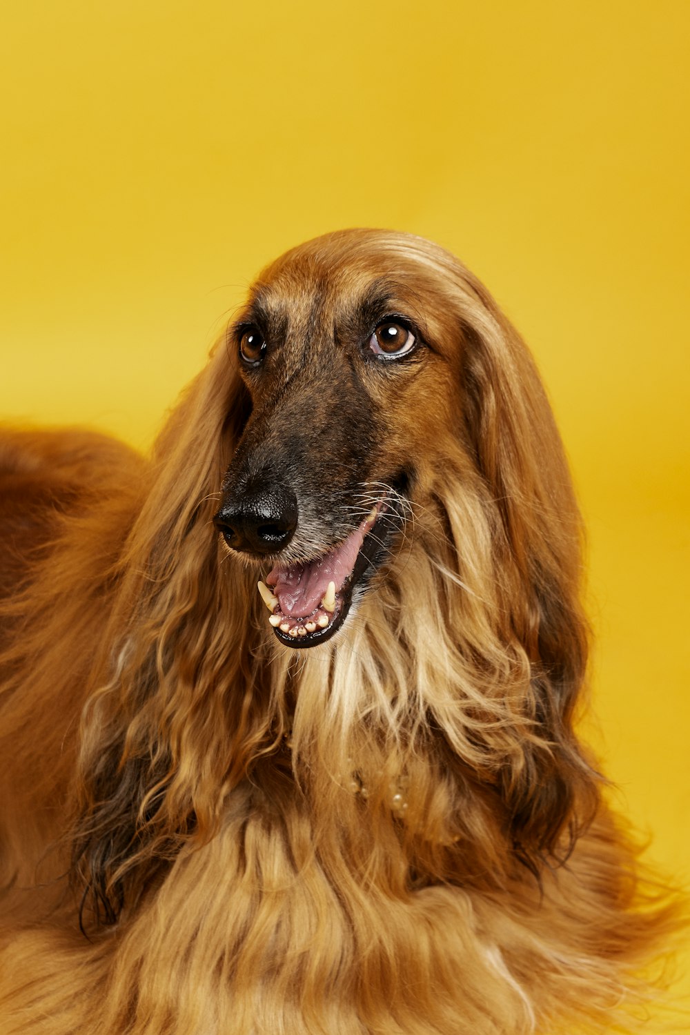 Perro marrón de pelo largo con ojos negros