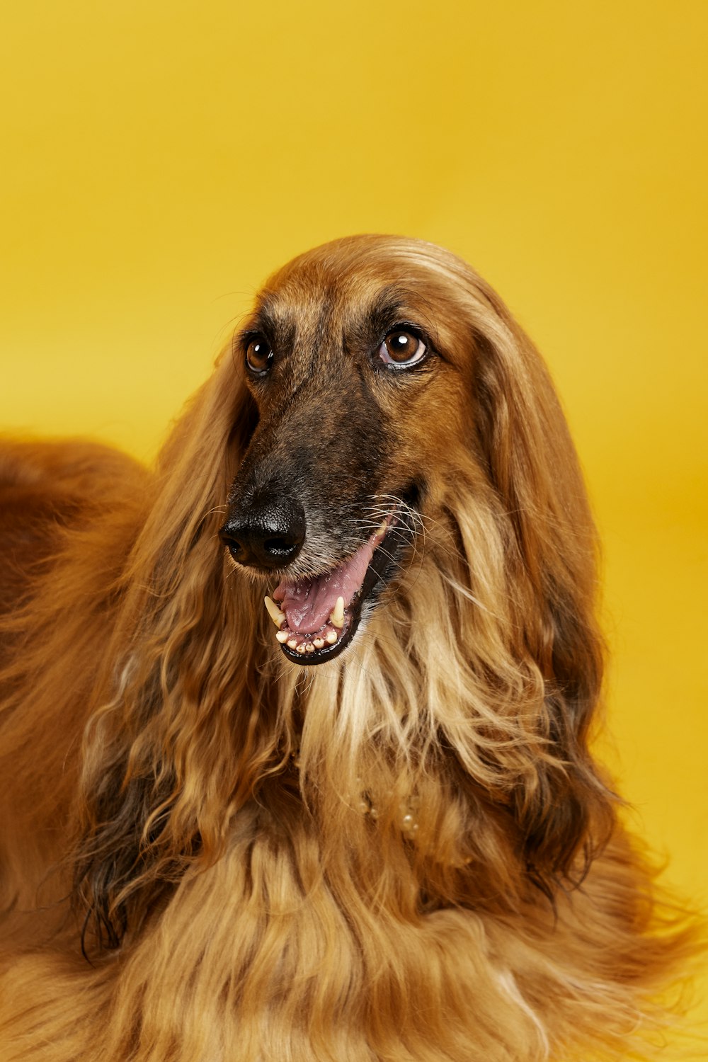 brown long haired dog with black eyes