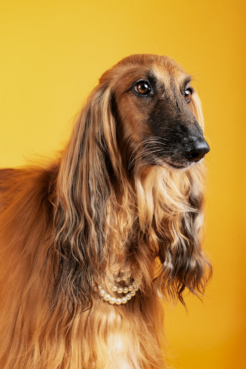 brown and black long haired dog