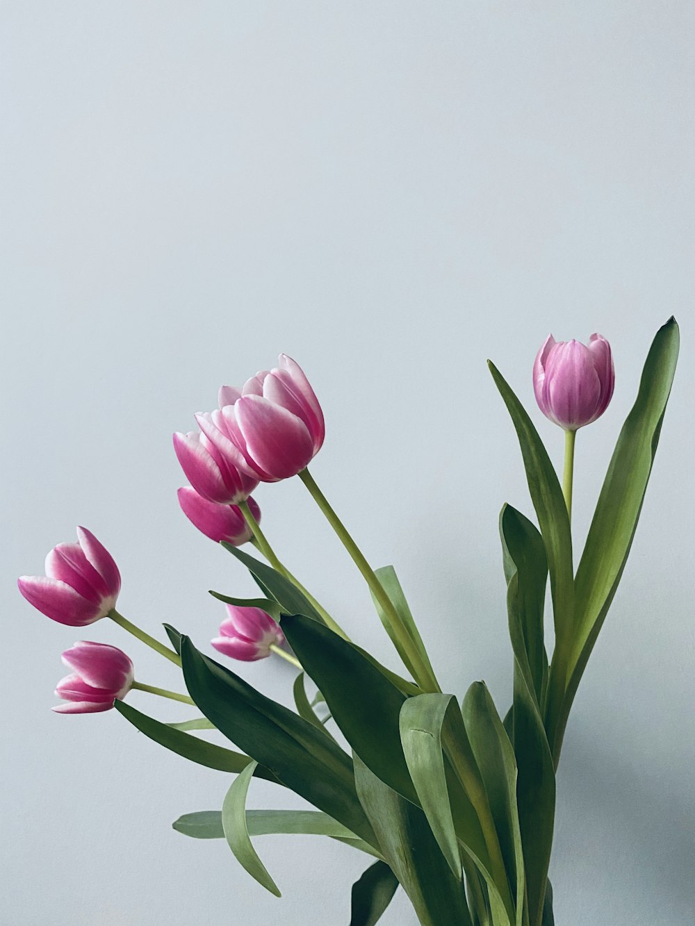 pink tulips in clear glass vase